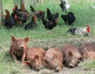 normal_sleeping-pigs